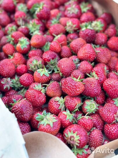 Клубника свежий сбор (разных сортов) с доставкой