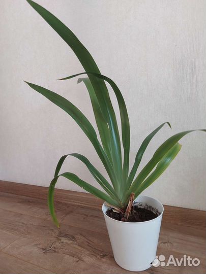 Неомарика или шагающий ирис