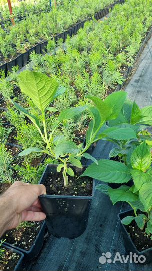 Гортензия крупнолистная бесконечное лето