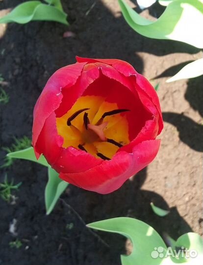 Луковицы тюльпанов