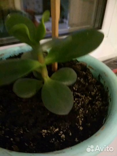 Денежное дерево