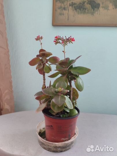 Каланхоэ цветущий