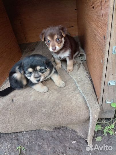 Щенок(две девочки) в добрые руки бесплатно