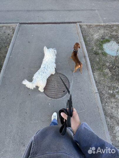 Передержка собак / Выгул собак