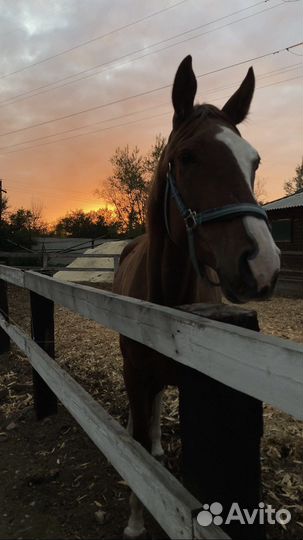 Экскурсии по ипподрому