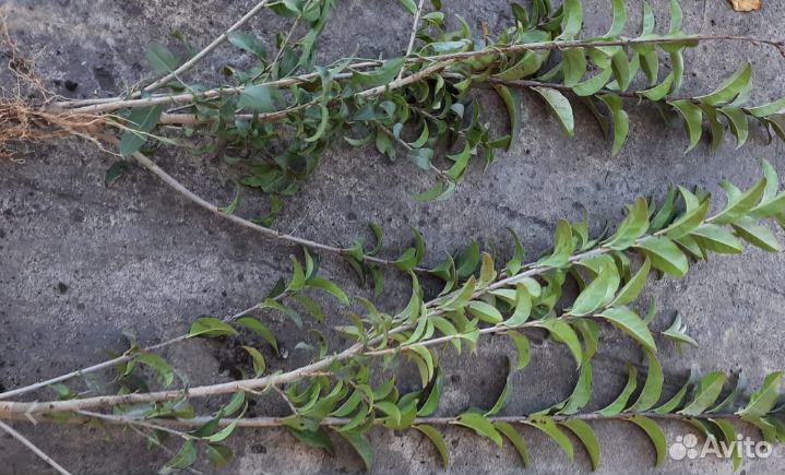 Бирючина саженцы для изгороди окс