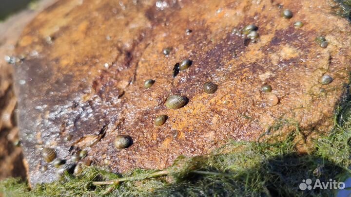 Теодоксус улитка