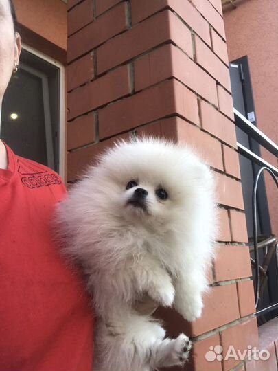 Шпиц девочка РКФ