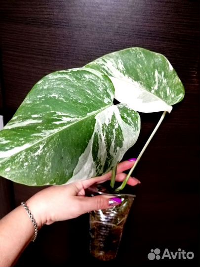 Монстера варигатная альба