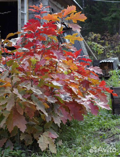 Cаженцы Красного канадского дуба