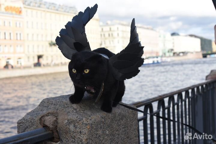 Шотландский Вислоухий кот для вязки