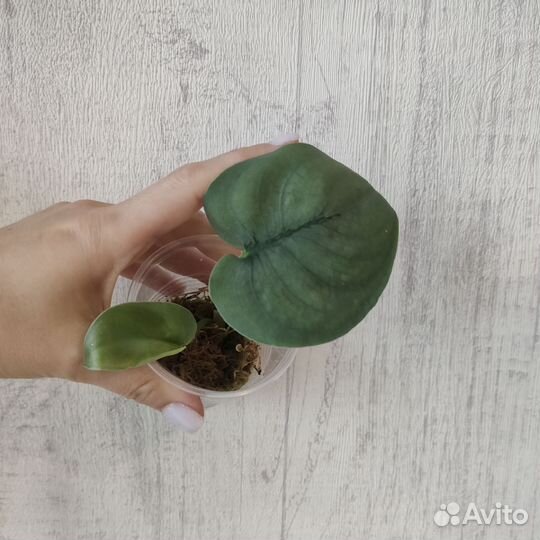 Разные цветочки