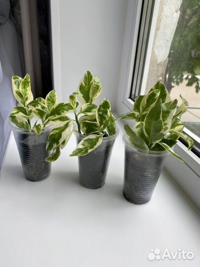 Педилантус