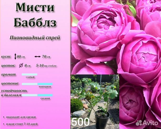 Саженцы роз