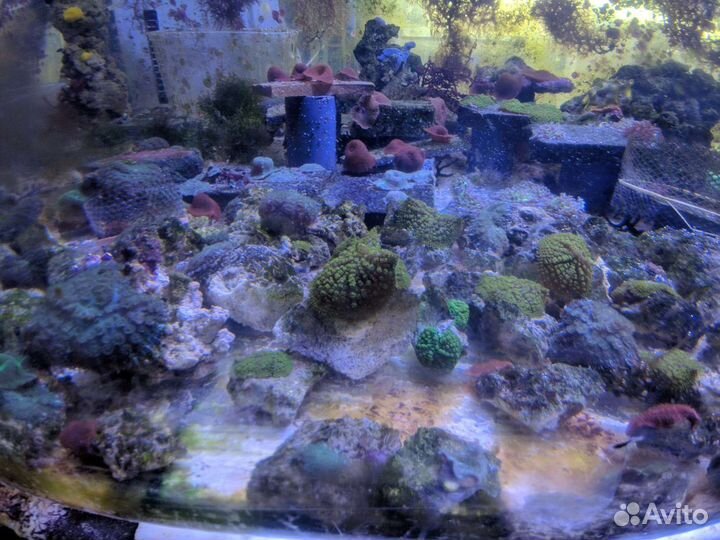 Морская фауна, Кораллы, Медузы, Актинии