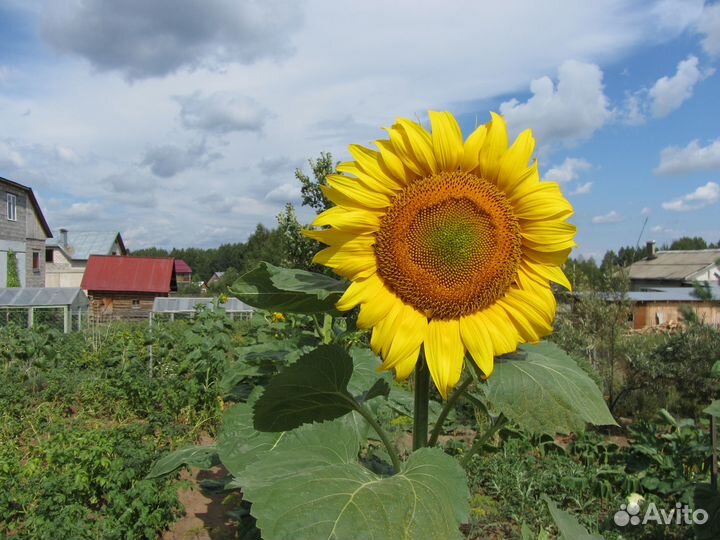 Цифровой фотоаппарат Canon powershot SX220 HS