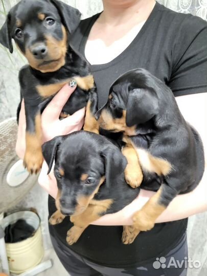 Цвергпинчер