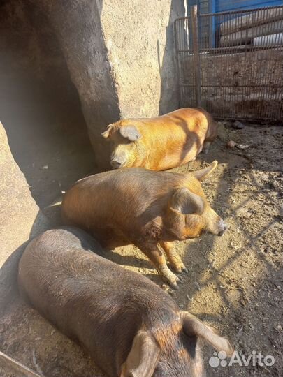 Свини на мясо