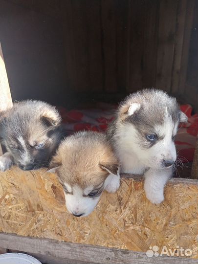 Щенки сибирской хаски