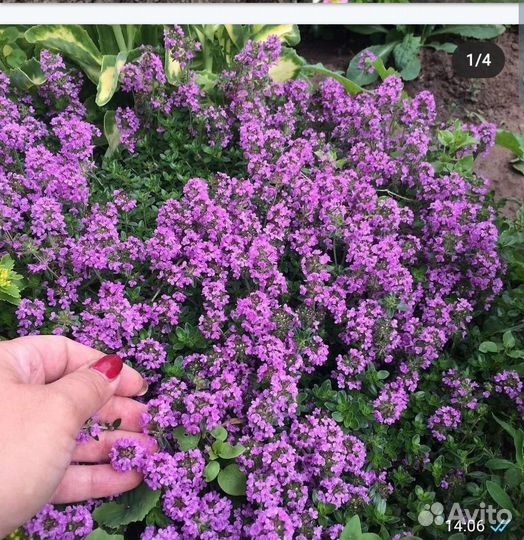 Мята, душица, тимьяны чабрец, пряные травы