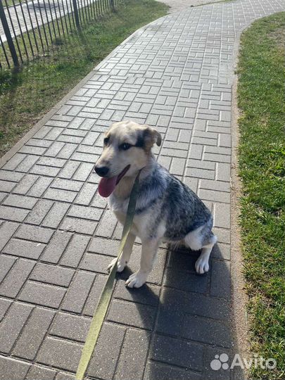 Щенок ищет дом