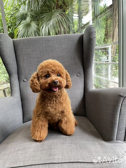 Мальтипу мини f2 для вязки Цена договорная