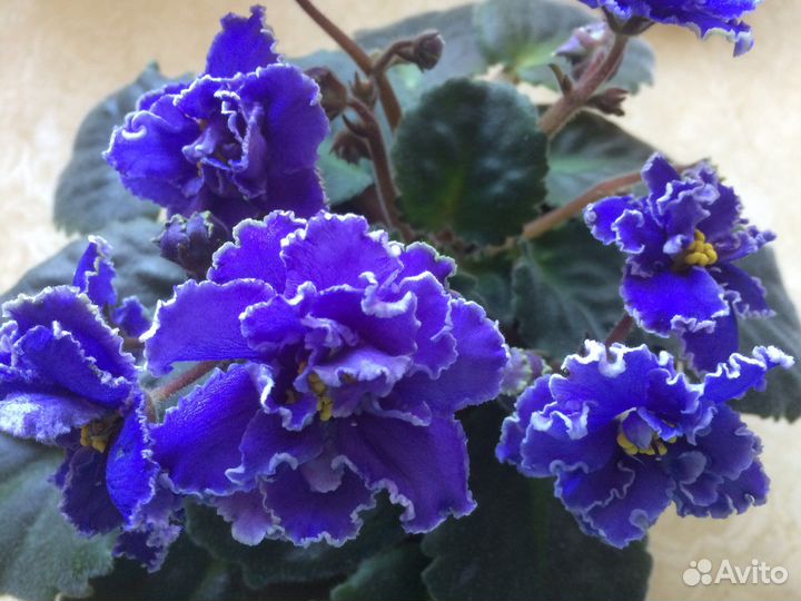 Свежесрезанные листики фиалок