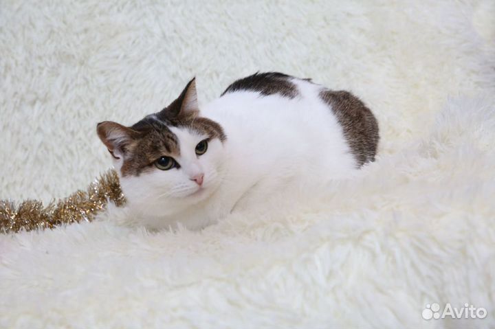 Соня ищет дом