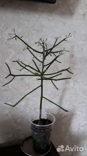 Молочай тирукалли