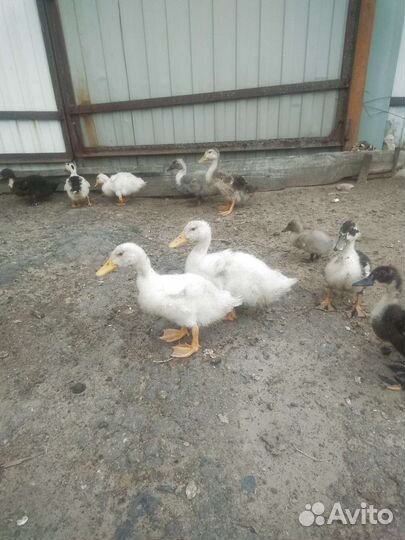 Утята петухи голошейки