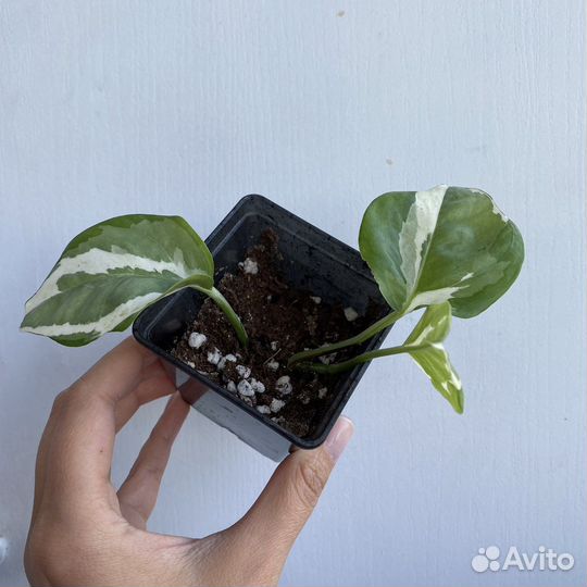 Монстера манки маск, рафидофора, филодендрон