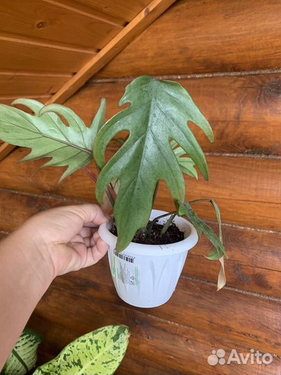 Монстера, филодендроны