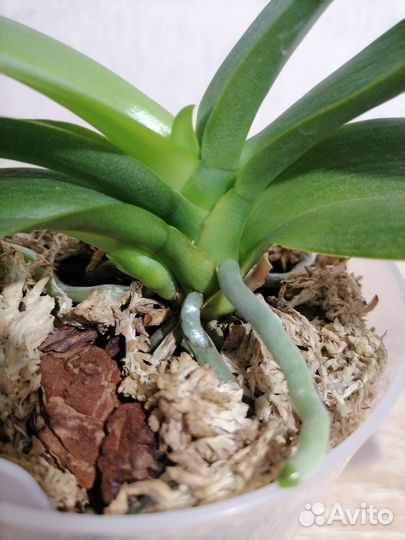 Орхидея фаленопсис