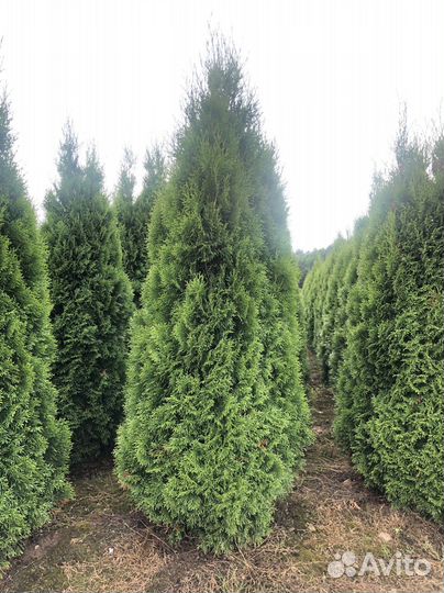 Туи с доставкой