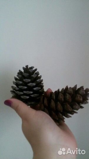 Шишка для декора сосны пицундской