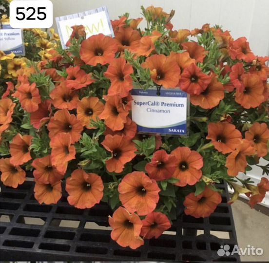 Вегетативные черенки петуньи