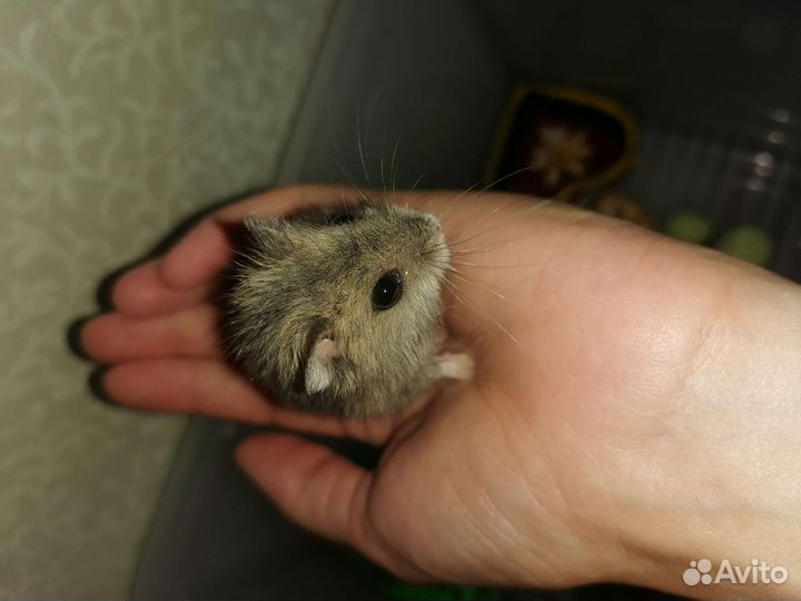 Джунгарские хомяки