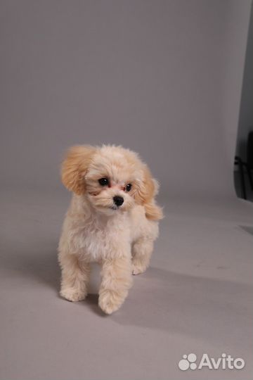 Собака для фотосессии (мальтипу мини)