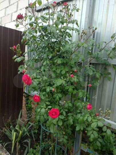 Дом 60 м² на участке 4 сот.