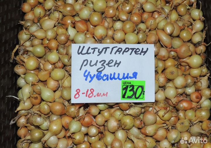 Голландский и Российский лук севок