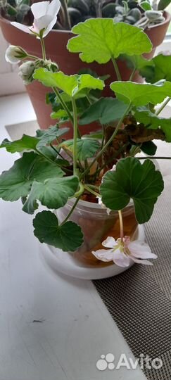 Пеларгония герань