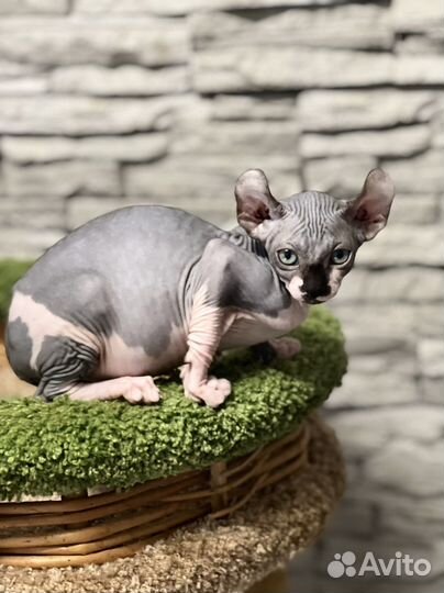 Эльф котенок