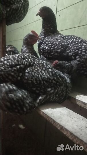 Яйцо мехеленской кукушки, цыплята