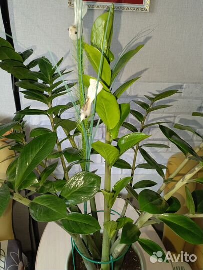 Замиокулькас