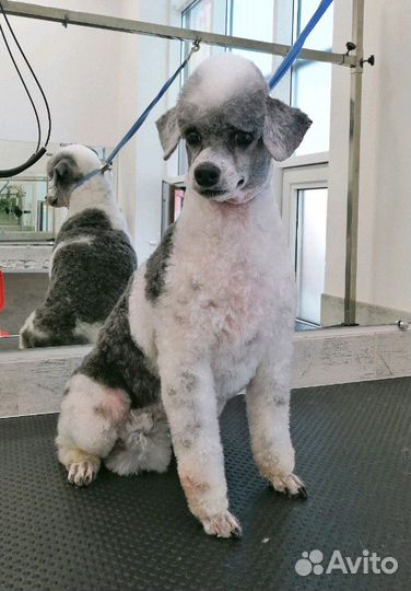 Стрижка маленьких собачек в ЖК Близкий