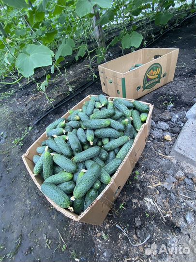 Огурцы и помидоры свежие