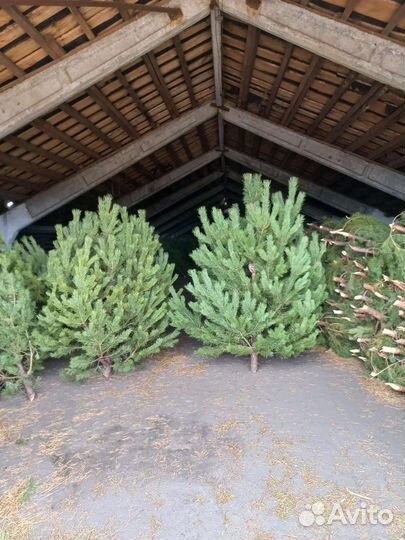 Сосна новогодняя оптом