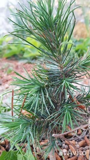 Сосна крымская, саженцы