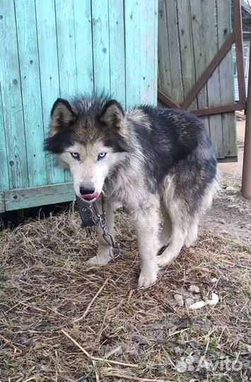 Хаски