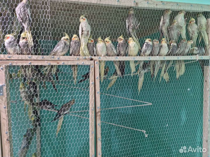 Попугай Корелла, неразлучник, волнистый,какарик